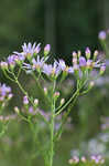 Tatarian aster